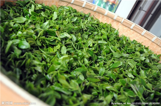 茶葉減農殘，施肥要微補控氮