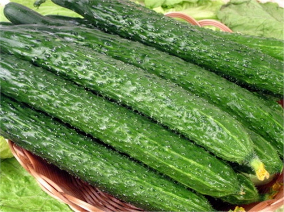 #微肥課堂#黃瓜味苦，天氣or肥料，到底誰(shuí)之過(guò)？