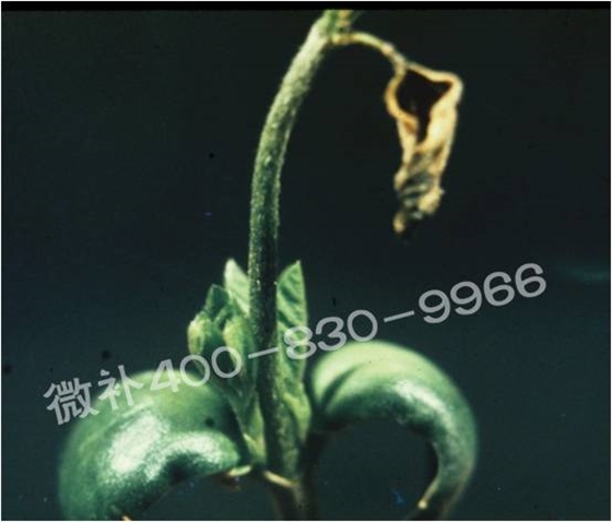 莖尖枯死，到底是缺硼還是缺鈣？