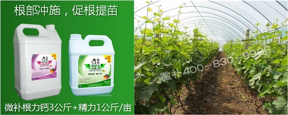 葡萄萌芽期如何預防倒春寒？