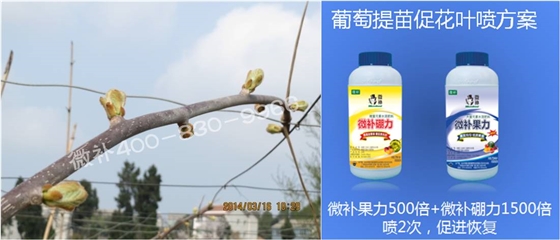 獼猴桃萌芽期如何施肥，才能促進(jìn)萌芽齊、萌芽壯？