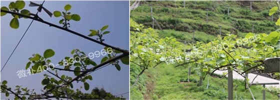 獼猴桃萌芽期如何施肥，才能促進(jìn)萌芽齊、萌芽壯？