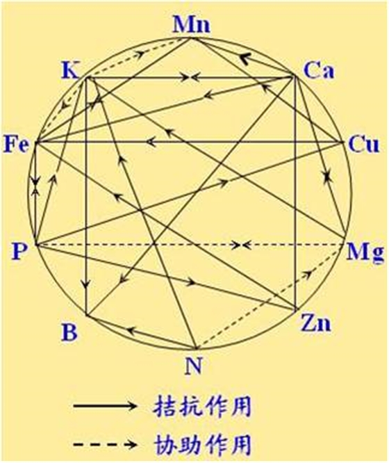 原料型鉀肥和鎂肥為什么會(huì )發(fā)生拮抗？