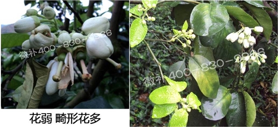 蜜柚促花壯花除了補磷還需要補硼鋅？