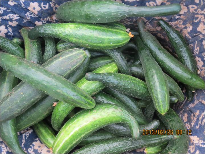 #微肥課堂#黃瓜味苦，天氣or肥料，到底誰(shuí)之過(guò)？
