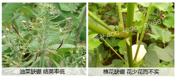 春季作物為什么需要大量用硼肥？