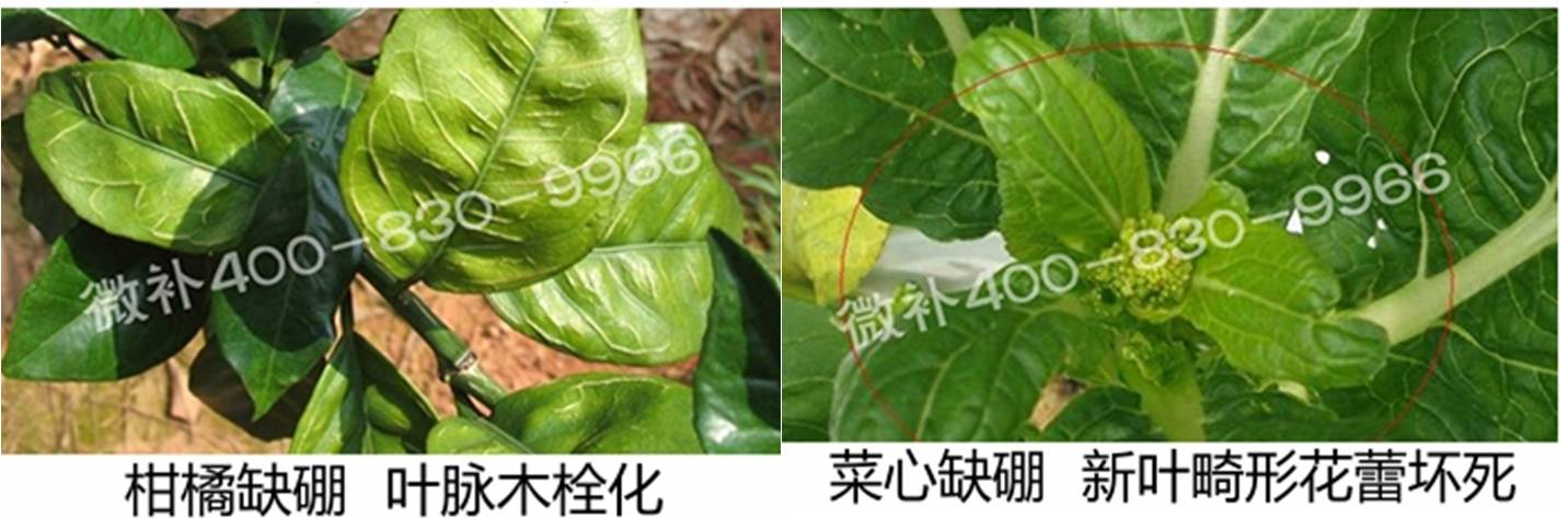 春季作物為什么需要大量用硼肥？