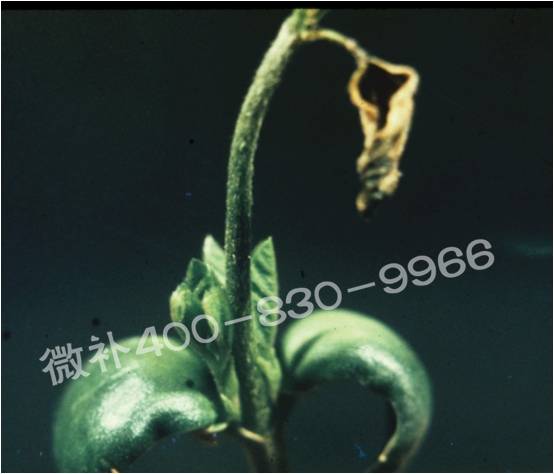 莖尖枯死，到底是缺硼還是缺鈣？