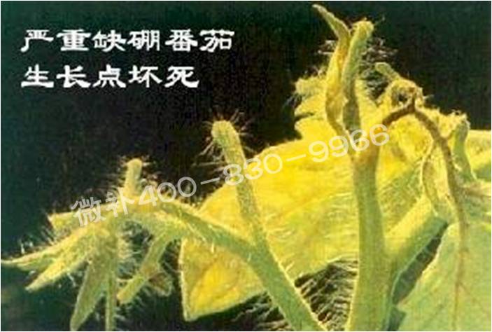 莖尖枯死，到底是缺硼還是缺鈣？