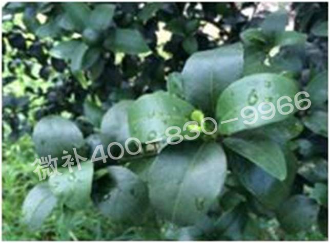 柑橘春梢弱，難抽發(fā)，到底是什么原因？