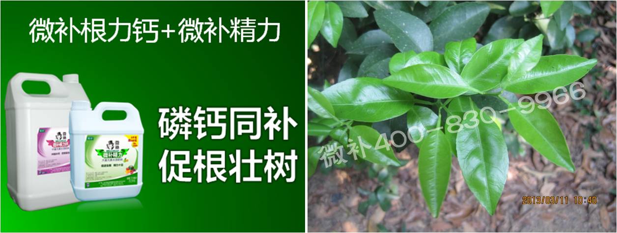 柑橘春梢弱，難抽發(fā)，到底是什么原因？
