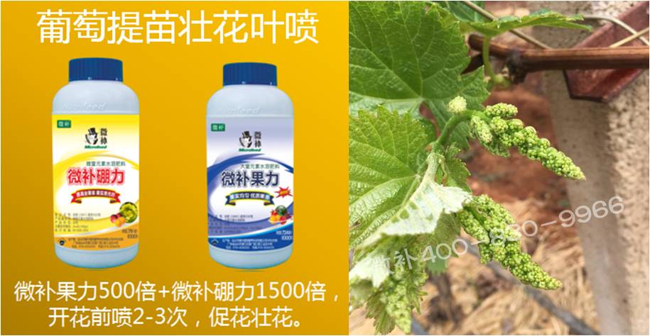 葡萄萌芽期如何預防倒春寒？
