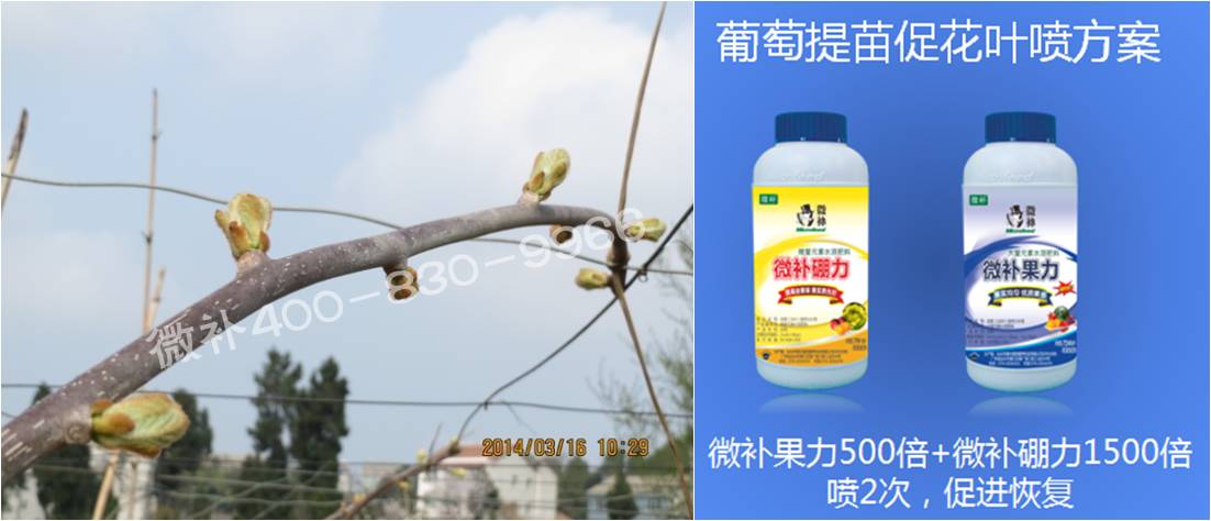 獼猴桃萌芽期如何施肥，才能促進(jìn)萌芽齊、萌芽壯？