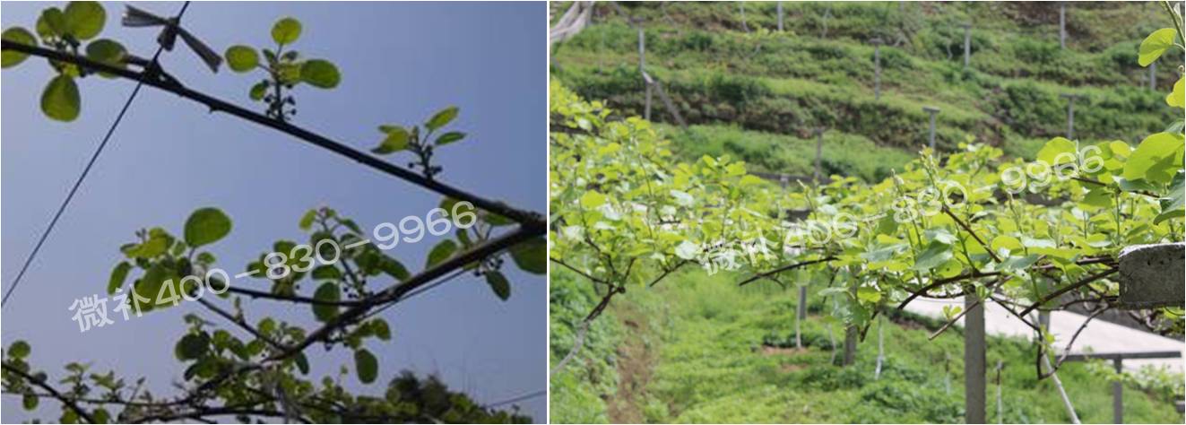 獼猴桃萌芽期如何施肥，才能促進(jìn)萌芽齊、萌芽壯？