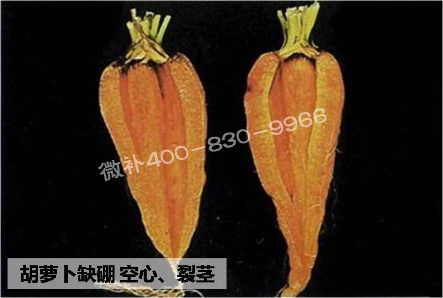 大田作物缺硼，就用高生物活性海藻液體硼，補硼更有效！