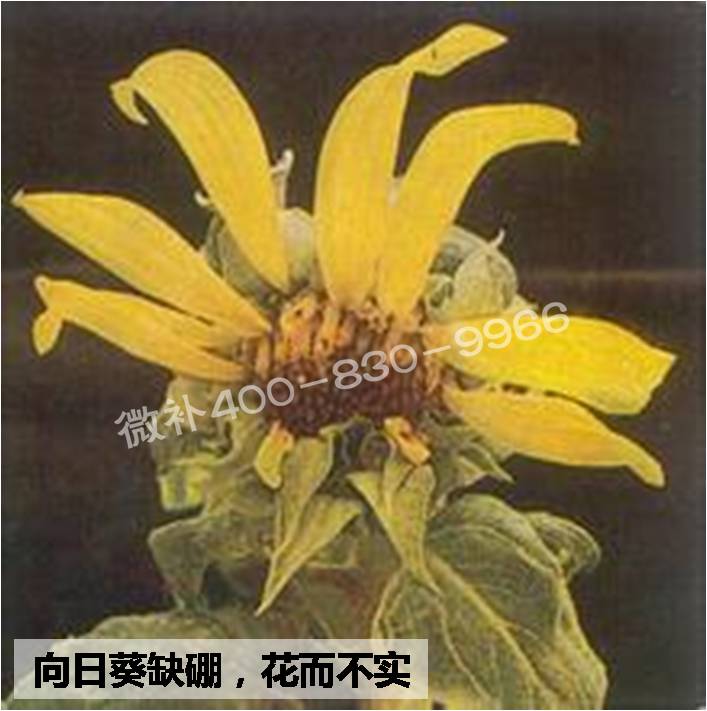 大田作物缺硼，就用高生物活性海藻液體硼，補硼更有效！