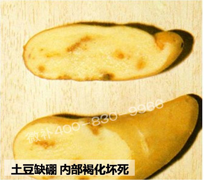 大田作物缺硼，就用高生物活性海藻液體硼，補硼更有效！