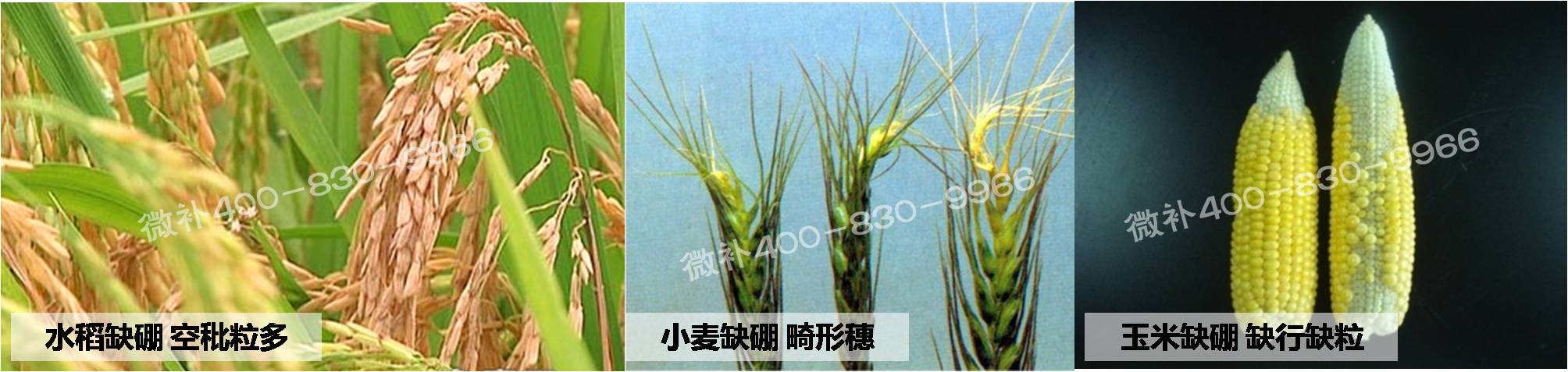 大田作物缺硼，就用高生物活性海藻液體硼，補硼更有效！