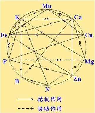 原料型鉀肥和鎂肥為什么會(huì )發(fā)生拮抗？