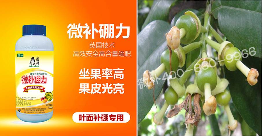 蜜柚促花壯花除了補磷還需要補硼鋅？