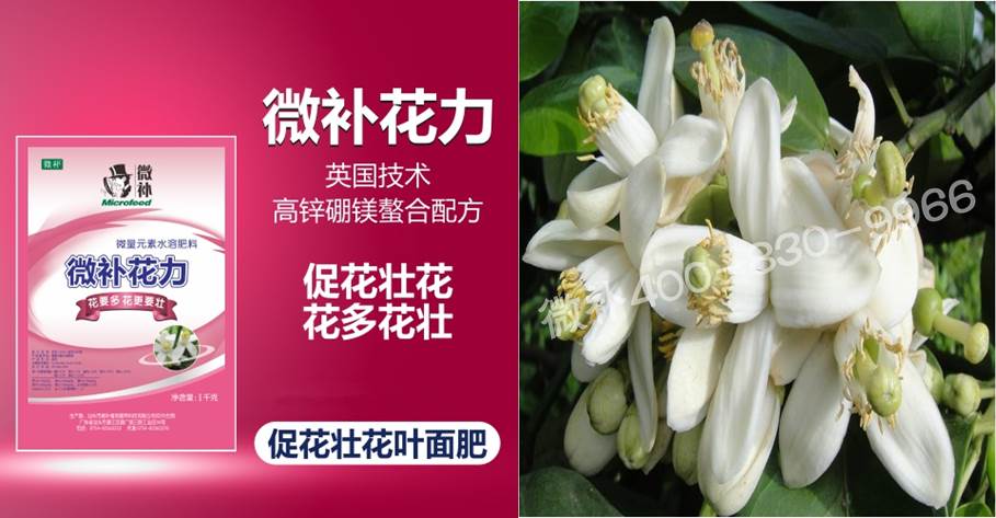 蜜柚促花壯花除了補磷還需要補硼鋅？