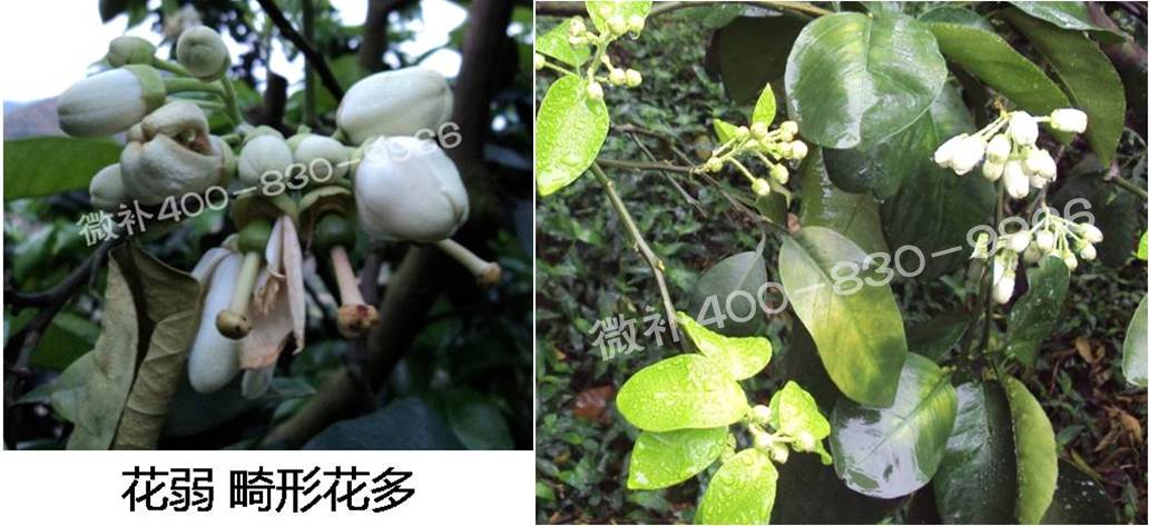 蜜柚促花壯花除了補磷還需要補硼鋅？
