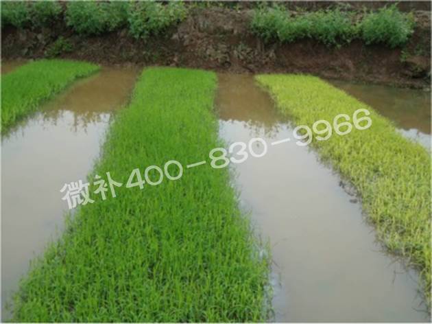 水稻黃秧、爛秧怎么辦？