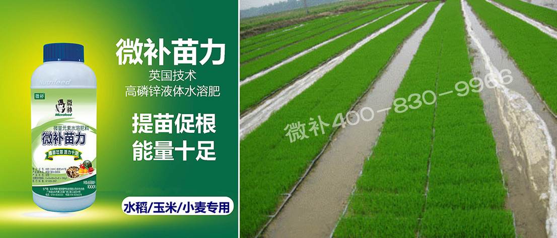 水稻黃秧、爛秧怎么辦？