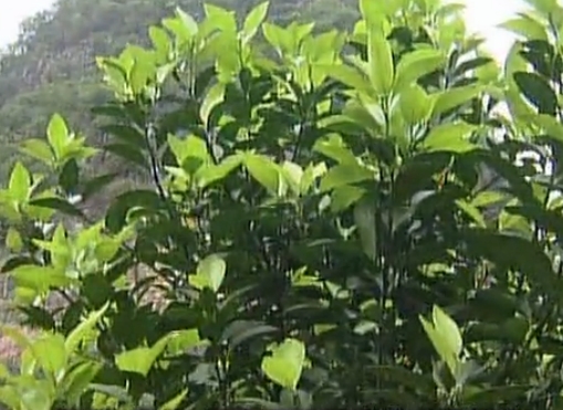 柑橘淋沖微補鈣肥，促根預防黃樹(shù)，樹(shù)壯保果品質(zhì)好