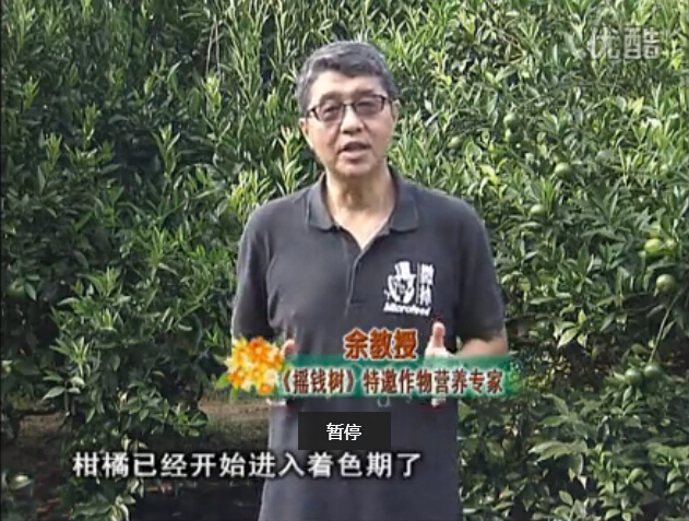 20150928珠江臺搖錢(qián)樹(shù)：如何提高柑橘硬度？預防減少浮皮霜凍果