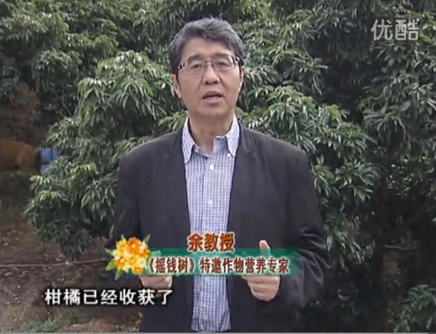 20160104珠江臺搖錢(qián)樹(shù)：防治柑橘黃樹(shù)、減少采后弱樹(shù) 撒微補倍力、噴碧力+壯力