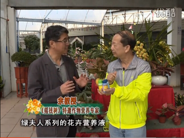 20160111珠江臺搖錢(qián)樹(shù)：家庭盆栽花卉黃葉又難養？用綠夫人，枝繁葉茂、花多花艷