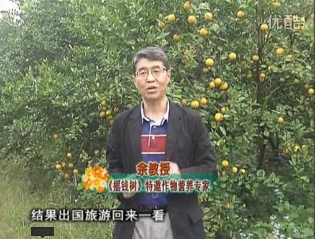 20160111珠江臺搖錢(qián)樹(shù)：貢柑大場(chǎng)樹(shù)弱黃葉，今年樹(shù)勢大翻身果靚還高價(jià)！