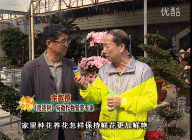 20160118珠江臺搖錢(qián)樹(shù)：家庭花卉用綠夫人600度鮮花營(yíng)養液，花開(kāi)鮮艷、花期長(cháng)