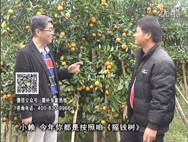 20160125珠江臺搖錢(qián)樹(shù)：如何解決柑橘兩大問(wèn)題：黃樹(shù)和果品質(zhì)差？