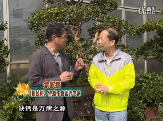 20160125珠江臺搖錢(qián)樹(shù)：家庭盆栽花卉?chē)娋G夫人160度補鈣抗病液，長(cháng)勢精神、抗病好