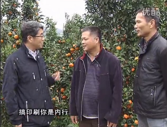 20160201珠江臺搖錢(qián)樹(shù)：開(kāi)印刷廠(chǎng)改行種柑橘，保樹(shù)靚今年還高產(chǎn)？