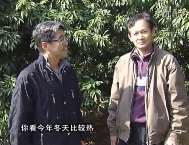 20160201珠江臺搖錢(qián)樹(shù)：暖冬荔枝易沖梢，如何促花壯花好？看微補