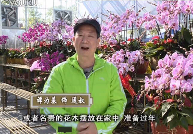 20160201珠江臺搖錢(qián)樹(shù)：新春家養花卉、盆栽，如何養護葉子、鮮花、果子保鮮更長(cháng)？