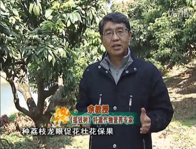 20160215珠江臺搖錢(qián)樹(shù)：龍眼撒微補倍力、噴花力+碧力，補鈣鎂鋅硼保葉壯花