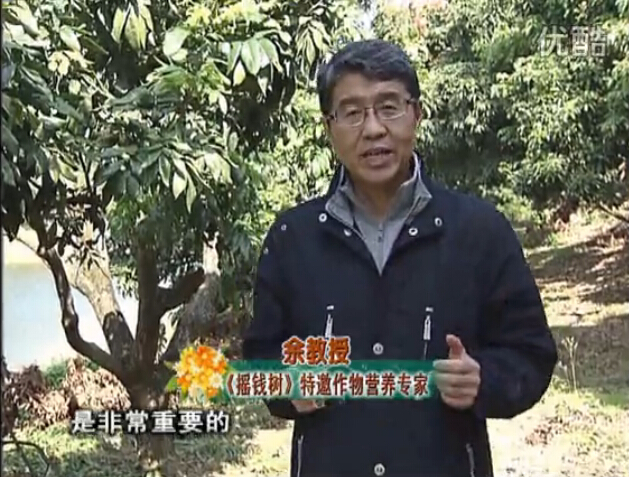 20160215珠江臺搖錢(qián)樹(shù)：名貴花木盆景，用綠夫人系列保葉、花靚、又抗病