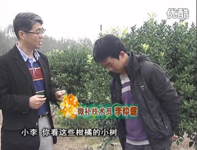20160215珠江臺搖錢(qián)樹(shù)：柑橘小樹(shù)頭年掛果撒微補倍力、噴花力+碧力，壯樹(shù)促花好