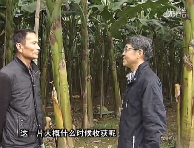 20160222珠江臺搖錢(qián)樹(shù)：粉蕉用微補方案，抽蕉好、葉干邊爛頭少