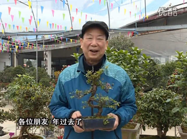 20160229珠江臺搖錢(qián)樹(shù)：盆景換盆養護，用綠夫人營(yíng)養液恢復生機