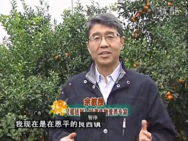 20160229珠江臺搖錢(qián)樹(shù)：柑橘用微補全年方案，黃樹(shù)恢復、果品質(zhì)好賣(mài)價(jià)高