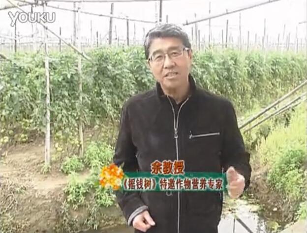20160307珠江臺搖錢(qián)樹(shù)：天冷蔬菜有價(jià)卻無(wú)產(chǎn)？用微補方案苗壯保葉有產(chǎn)！