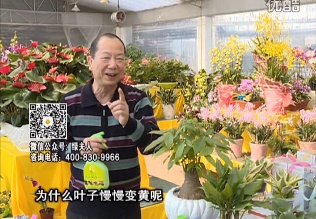 20160307珠江臺搖錢(qián)樹(shù)：陰生植物也不好種，黃葉多長(cháng)勢弱？用綠夫人來(lái)呵護