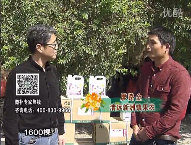 20160314珠江臺搖錢(qián)樹(shù)：柑橘用微補方案，保樹(shù)有收益