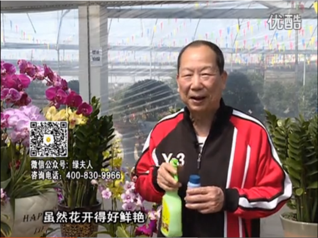 20160314珠江臺搖錢(qián)樹(shù)：家種鮮花、鮮切花，用綠夫人600度鮮花液?；ㄆG、花期長(cháng)