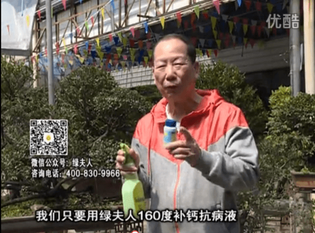 ?20160321珠江臺搖錢(qián)樹(shù)：盆栽花卉用綠夫人160度補鈣抗病液，低溫陰雨天長(cháng)勢壯、抗病好